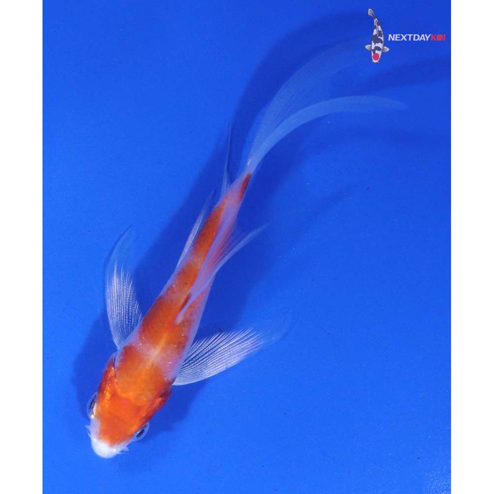 3.5” Imported Hariwake Butterfly Koi