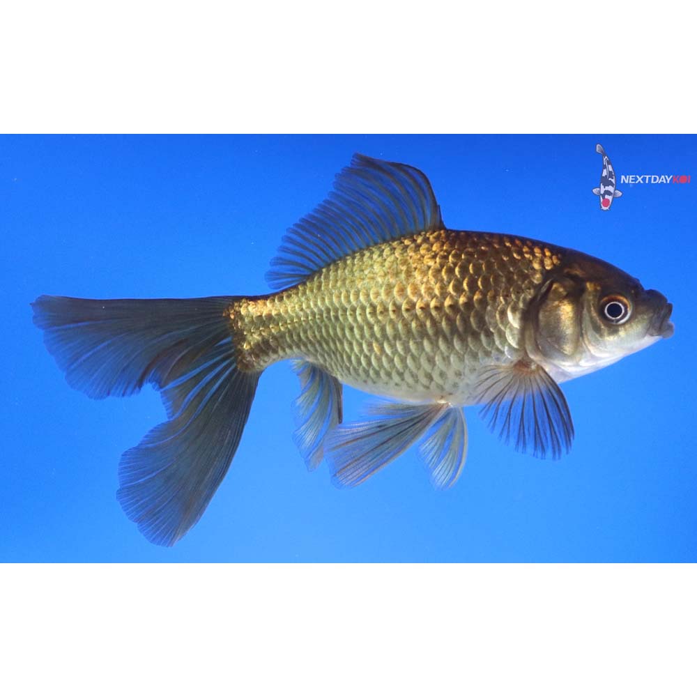 6” Imported Bristol Finned Chocolate Comet