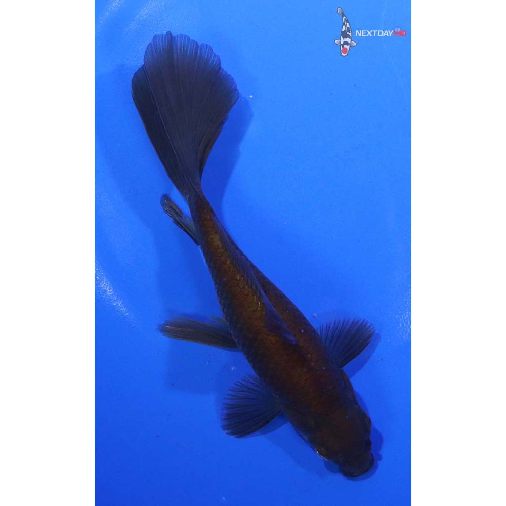 6” Imported Bristol Finned Chocolate Comet