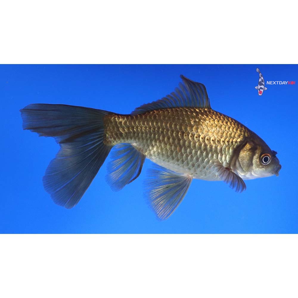 6” Imported Bristol Finned Chocolate Comet