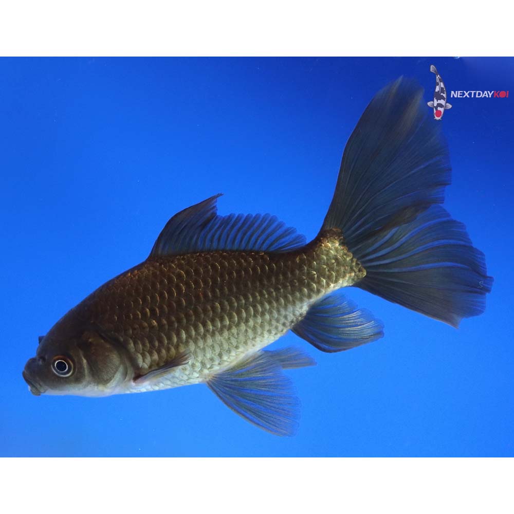 6” Imported Bristol Finned Chocolate Comet