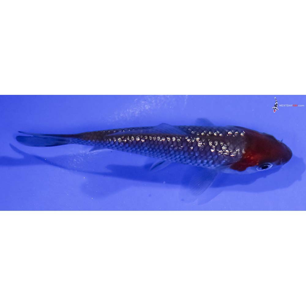 3.5” Imported Gin Rin Ochiba Shigure