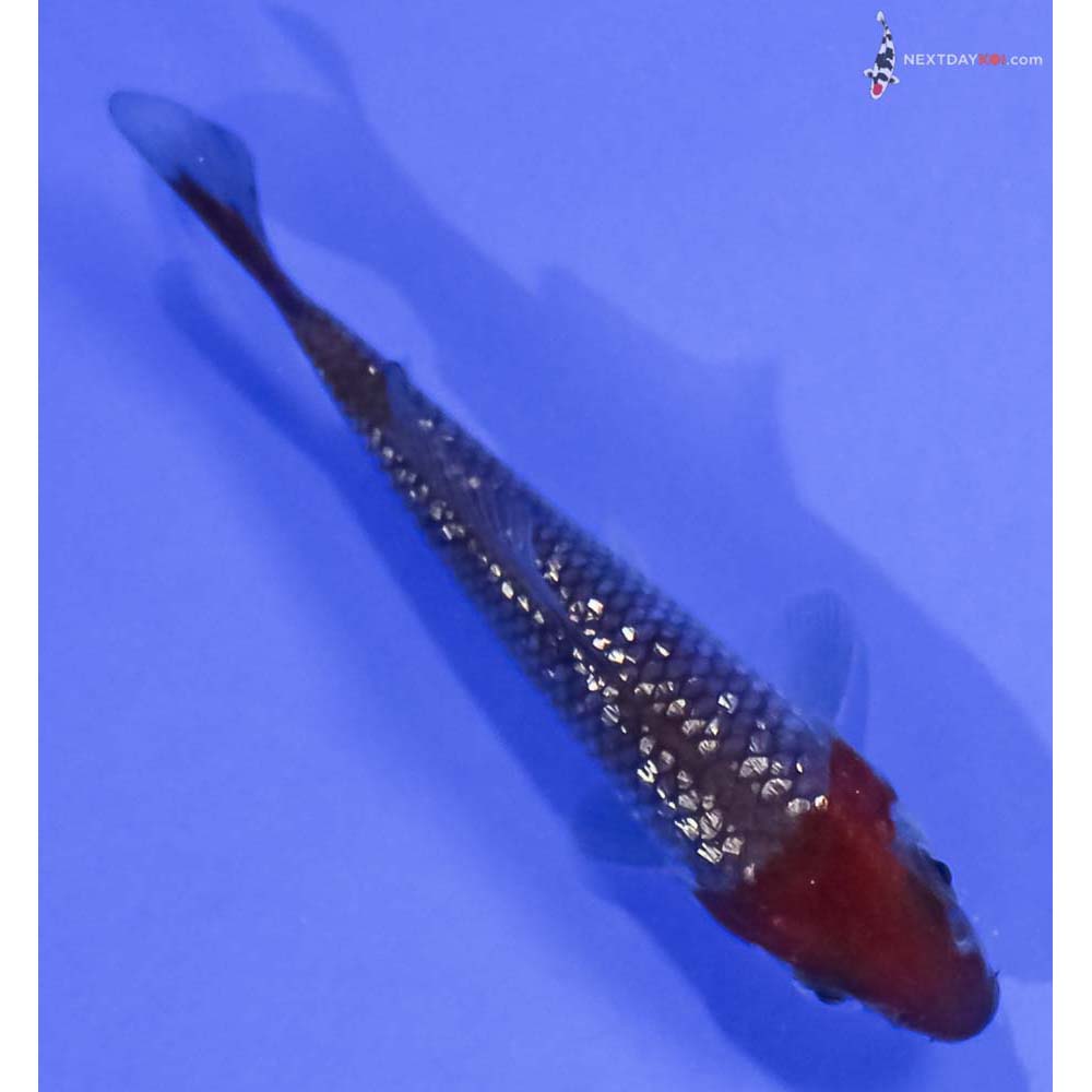 3.5” Imported Gin Rin Ochiba Shigure