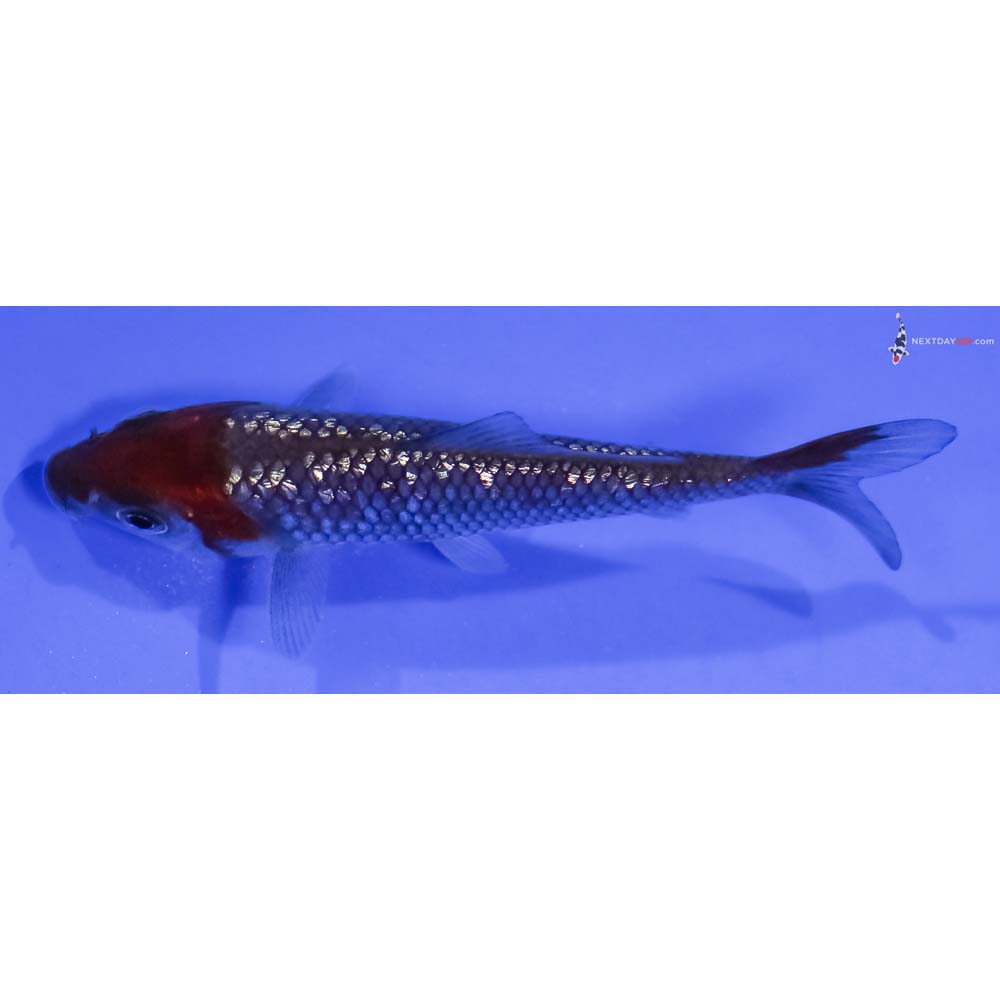 3.5” Imported Gin Rin Ochiba Shigure
