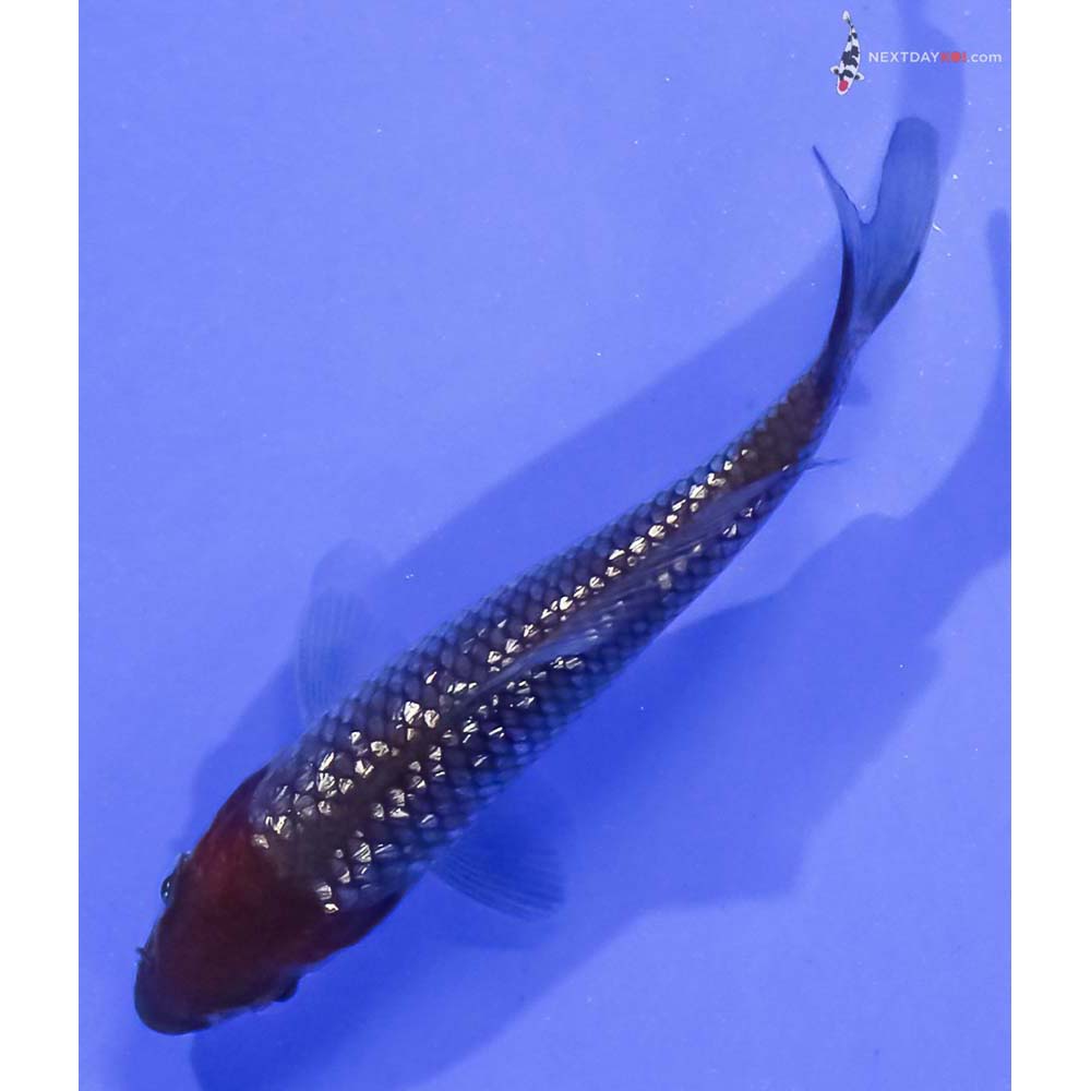 3.5” Imported Gin Rin Ochiba Shigure