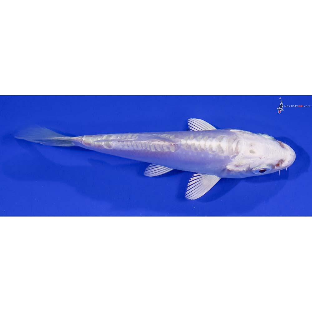 3.5” Imported Doitsu Platinum Ogon