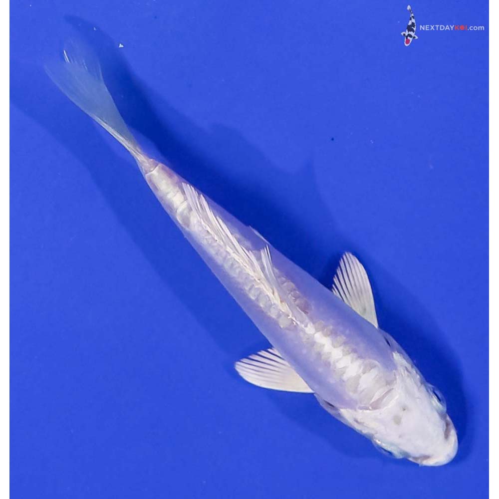 3.5” Imported Doitsu Platinum Ogon