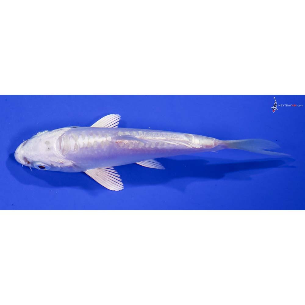 3.5” Imported Doitsu Platinum Ogon