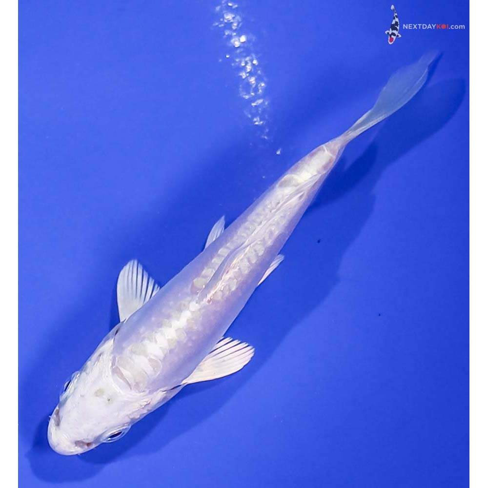 3.5” Imported Doitsu Platinum Ogon