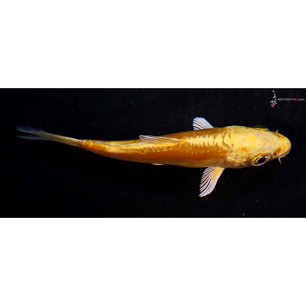 3.5” Imported Doitsu Yamabuki Ogon