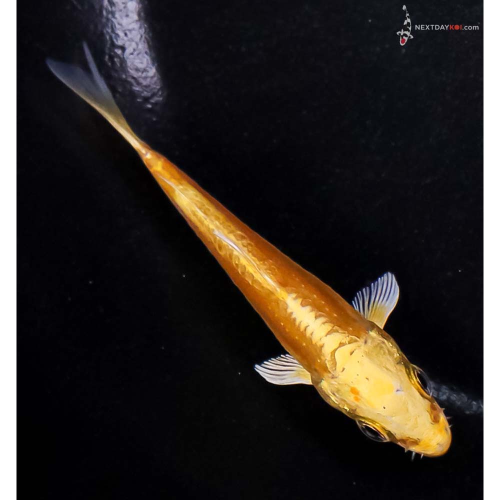 3.5” Imported Doitsu Yamabuki Ogon