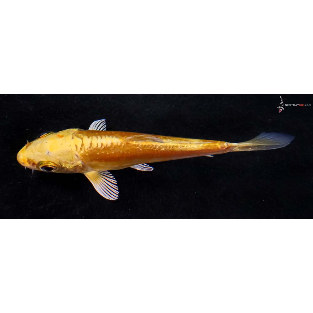 3.5” Imported Doitsu Yamabuki Ogon