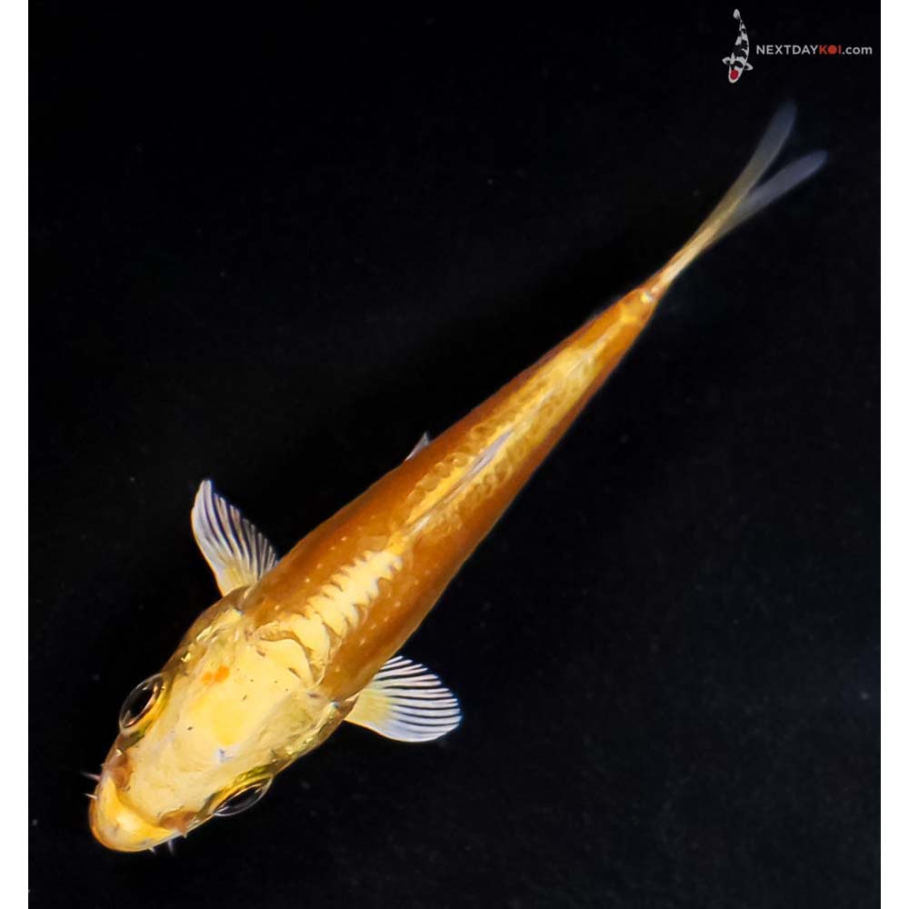 3.5” Imported Doitsu Yamabuki Ogon