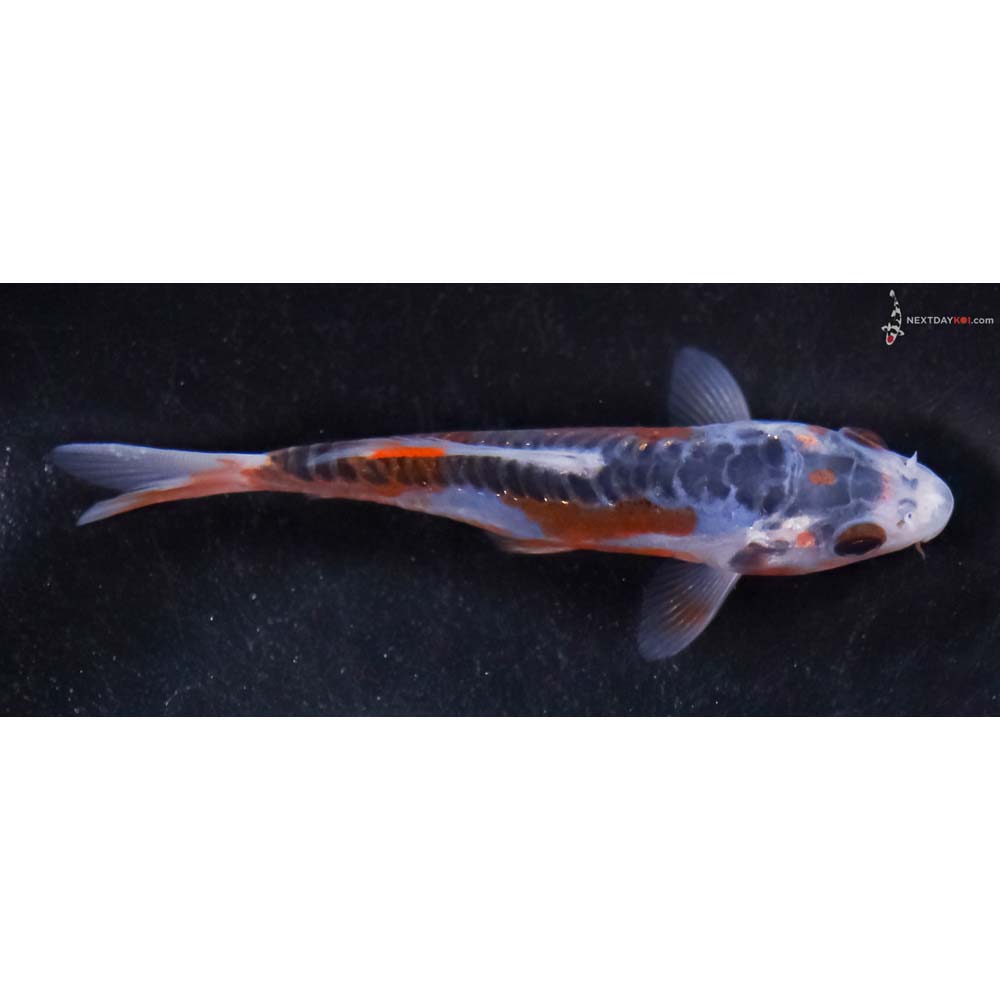 3.5” Imported Shusui
