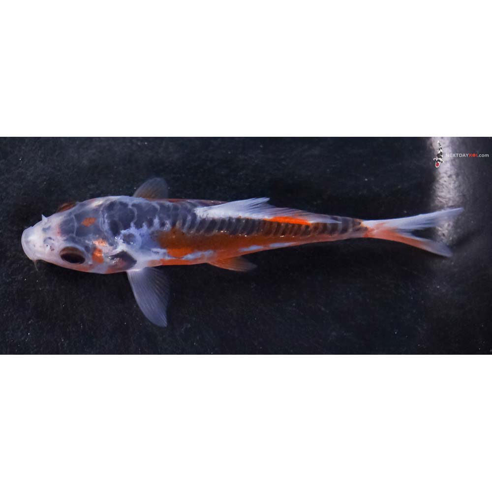 3.5” Imported Shusui