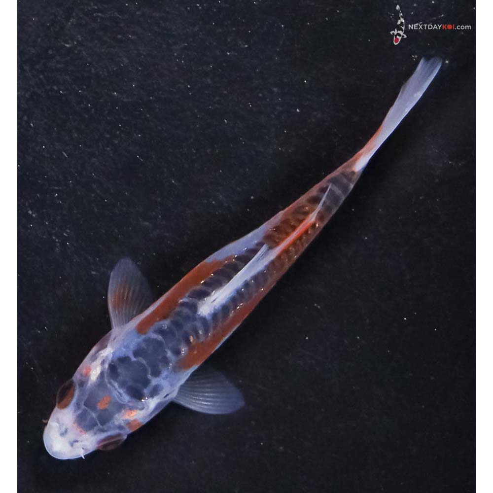 3.5” Imported Shusui