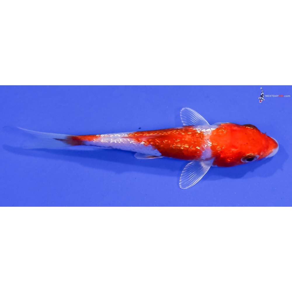 4” Imported Gin Rin Glass Fin Kohaku