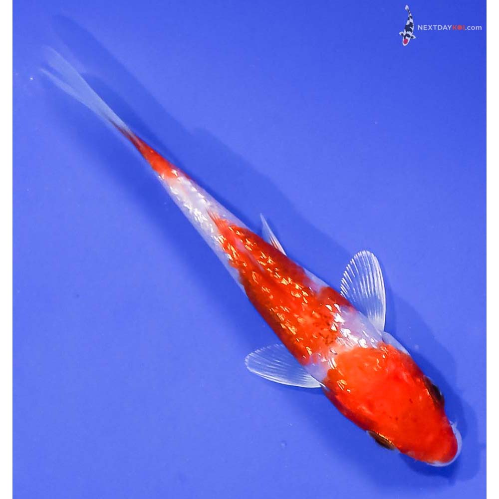 4” Imported Gin Rin Glass Fin Kohaku