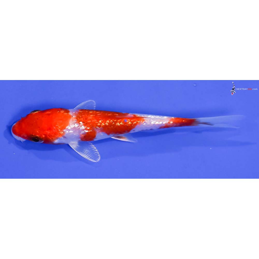 4” Imported Gin Rin Glass Fin Kohaku