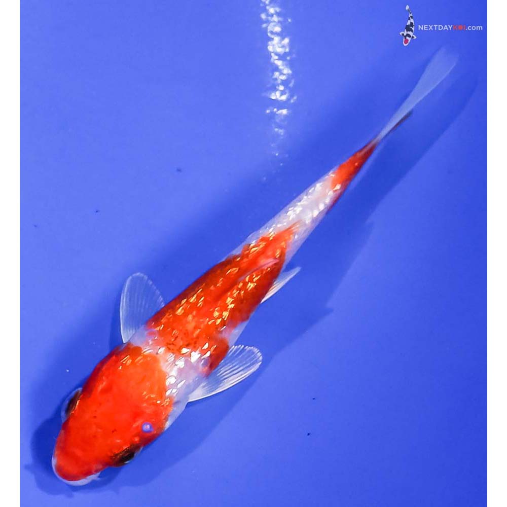 4” Imported Gin Rin Glass Fin Kohaku