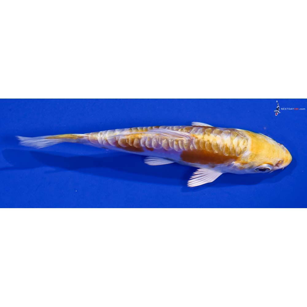 4” Imported Doitsu Lemon Hariwake