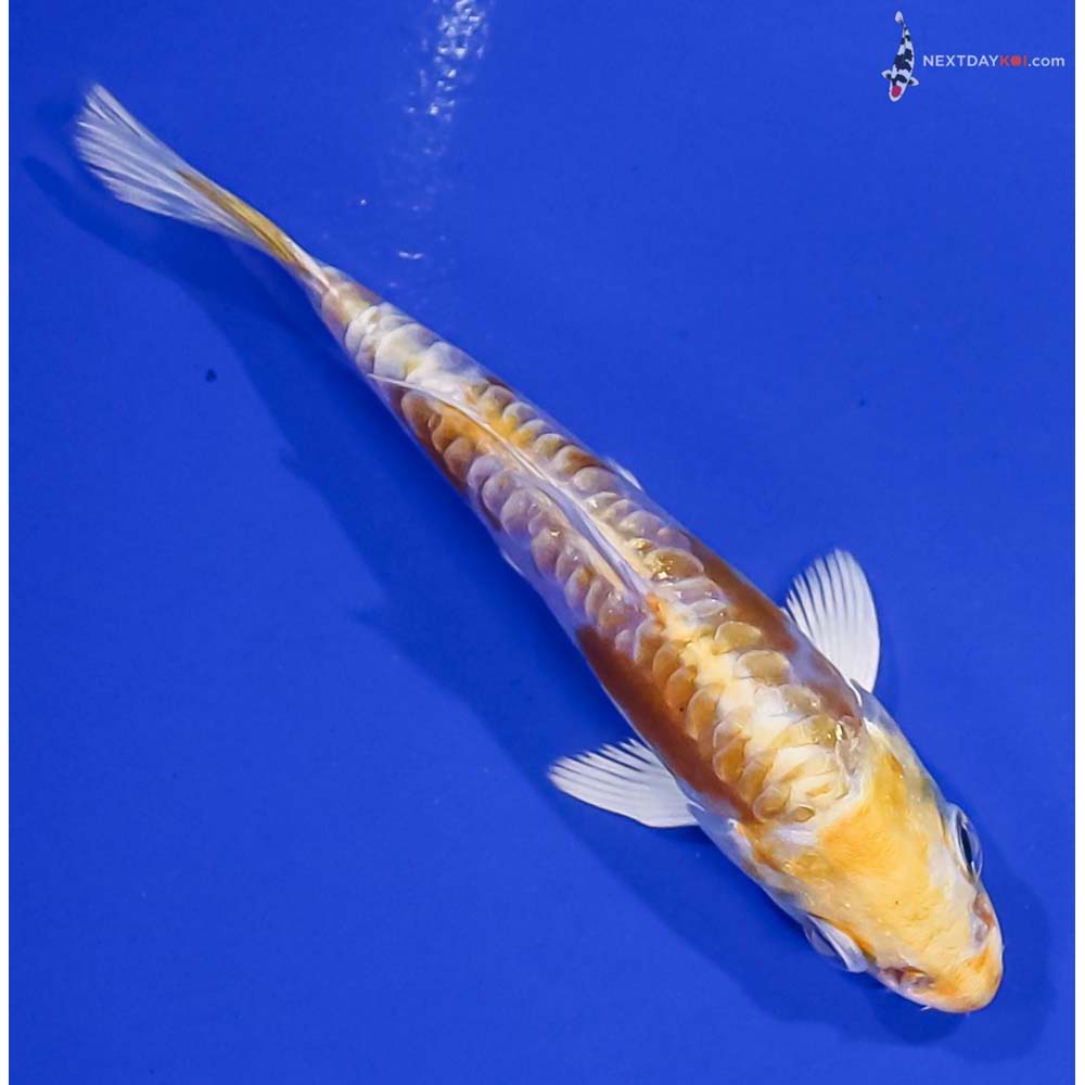 4” Imported Doitsu Lemon Hariwake