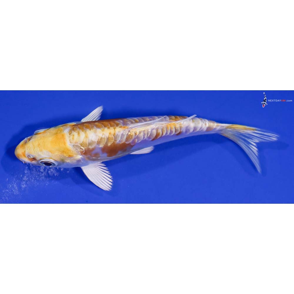4” Imported Doitsu Lemon Hariwake