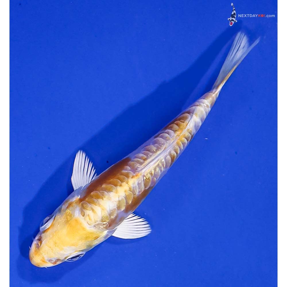 4” Imported Doitsu Lemon Hariwake