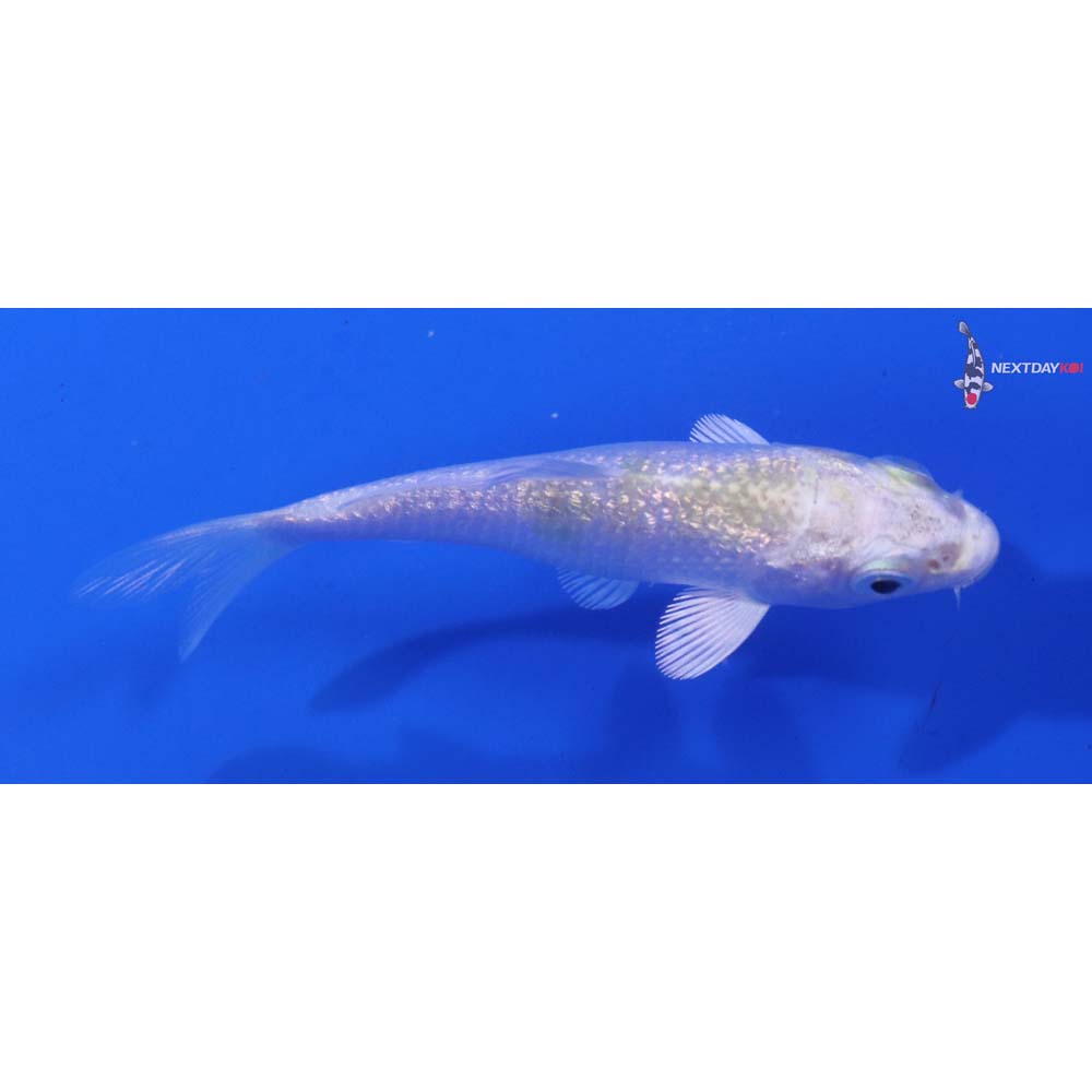 3” Imported Gin Rin Lemon Hariwake