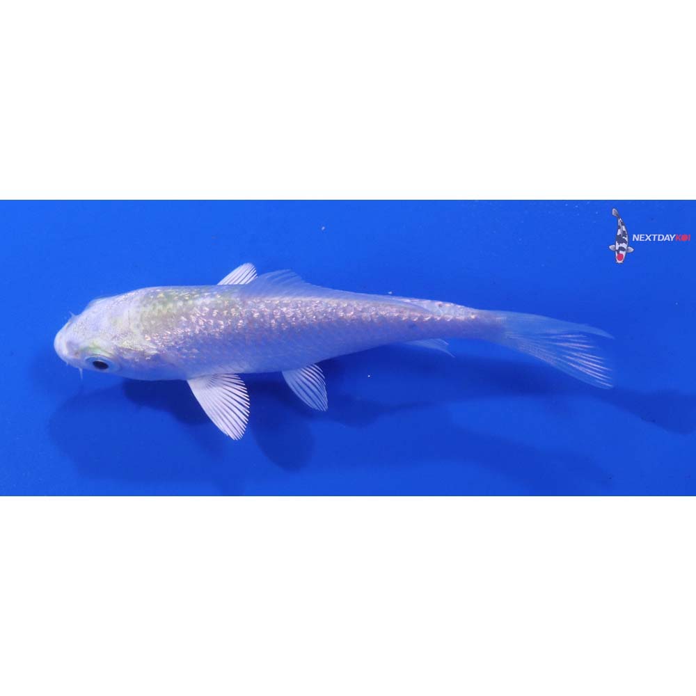 3” Imported Gin Rin Lemon Hariwake