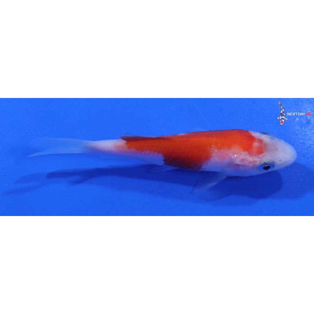 3” Imported Kohaku