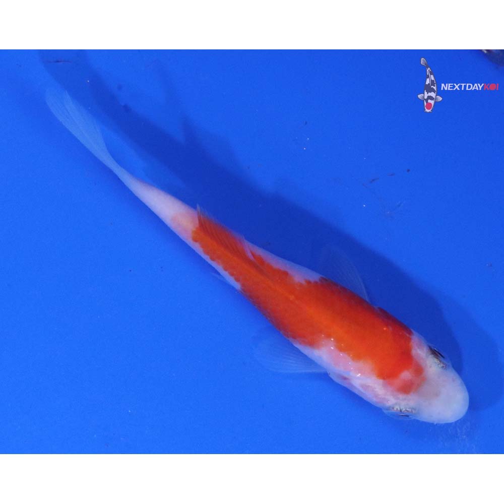 3” Imported Kohaku