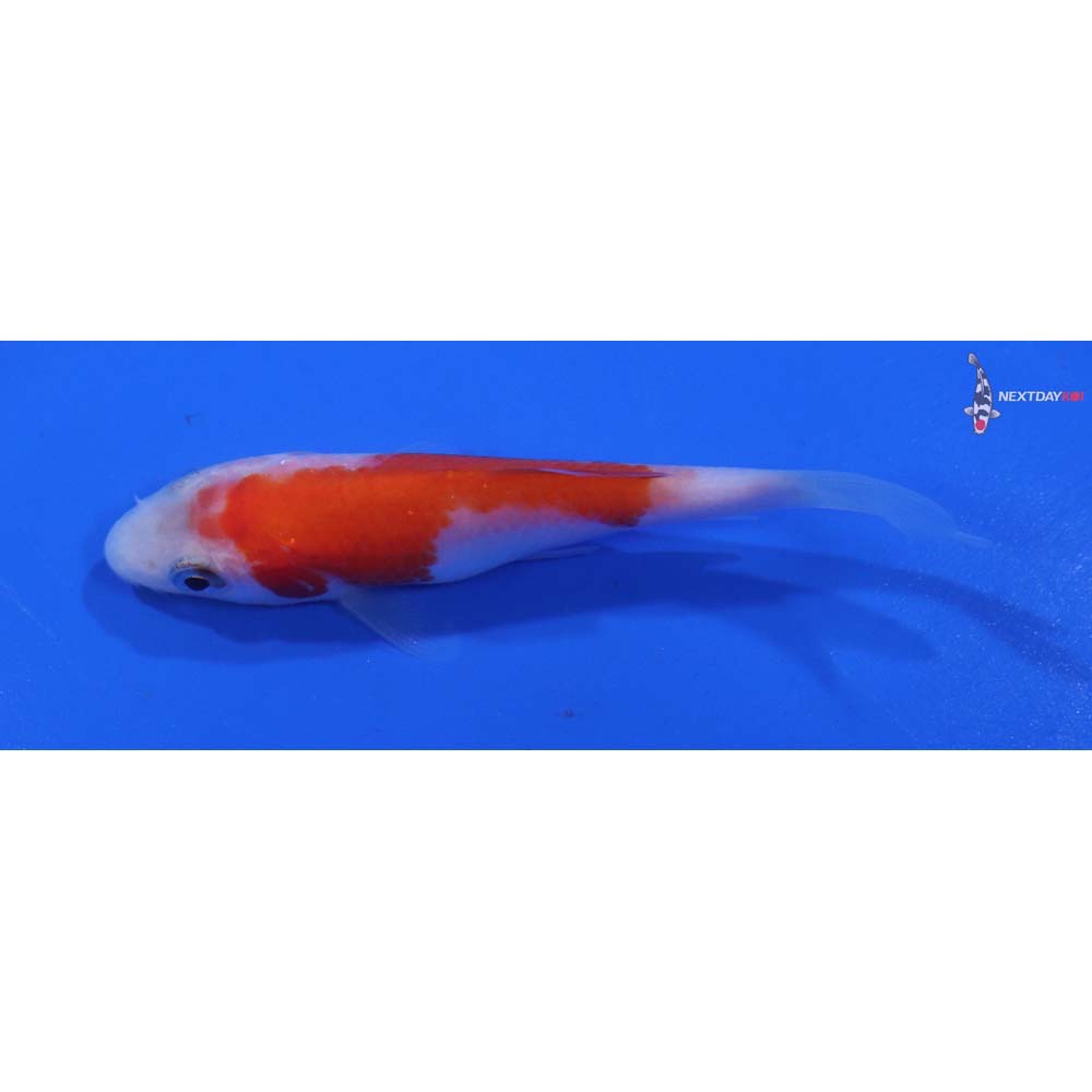 3” Imported Kohaku