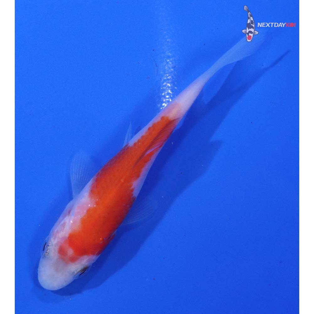 3” Imported Kohaku
