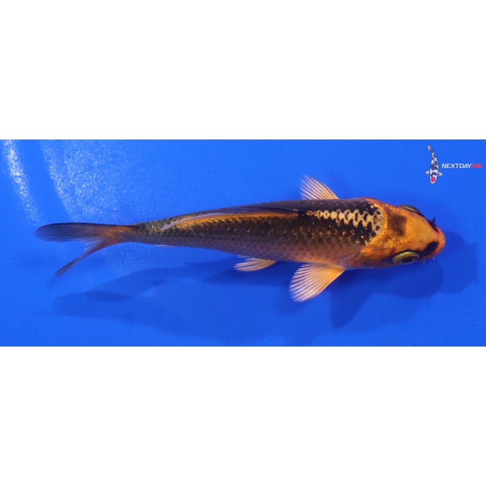3.5” Imported Orenji Matsuba
