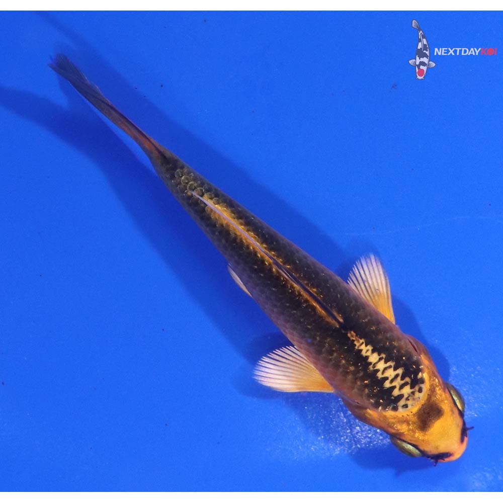 3.5” Imported Orenji Matsuba