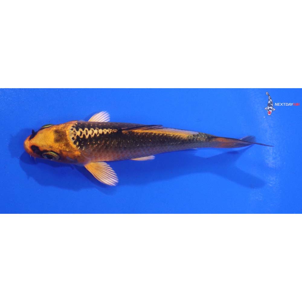 3.5” Imported Orenji Matsuba