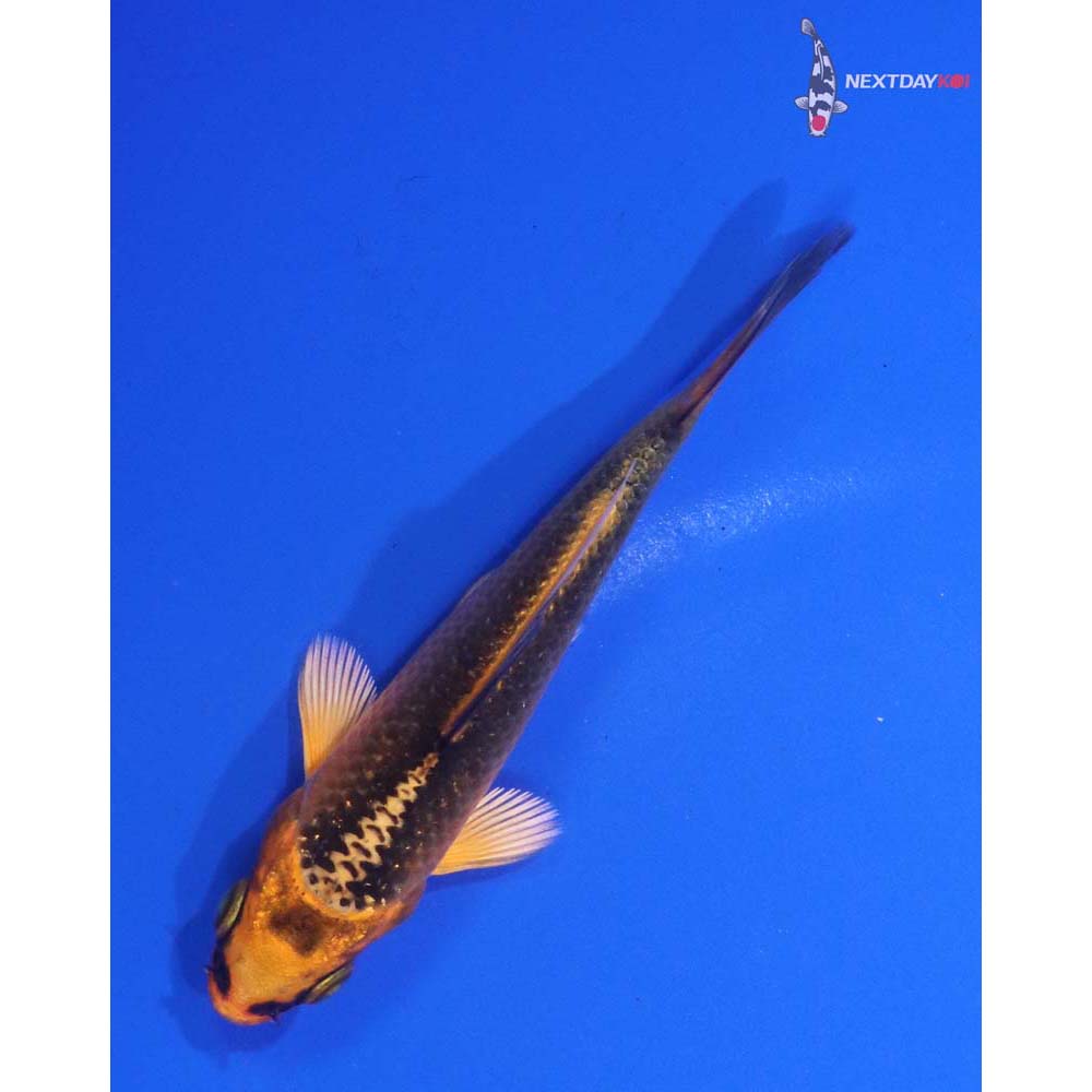 3.5” Imported Orenji Matsuba