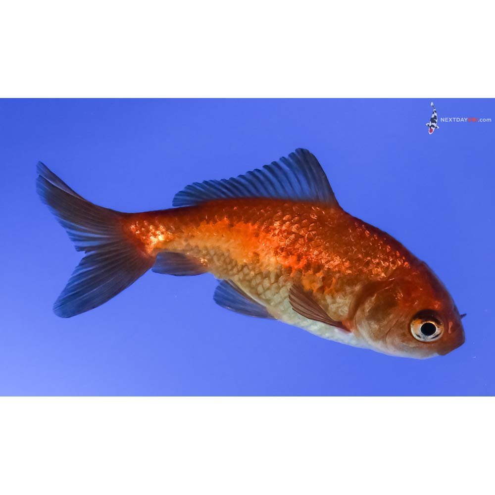 3” Imported Red and Black Wakin