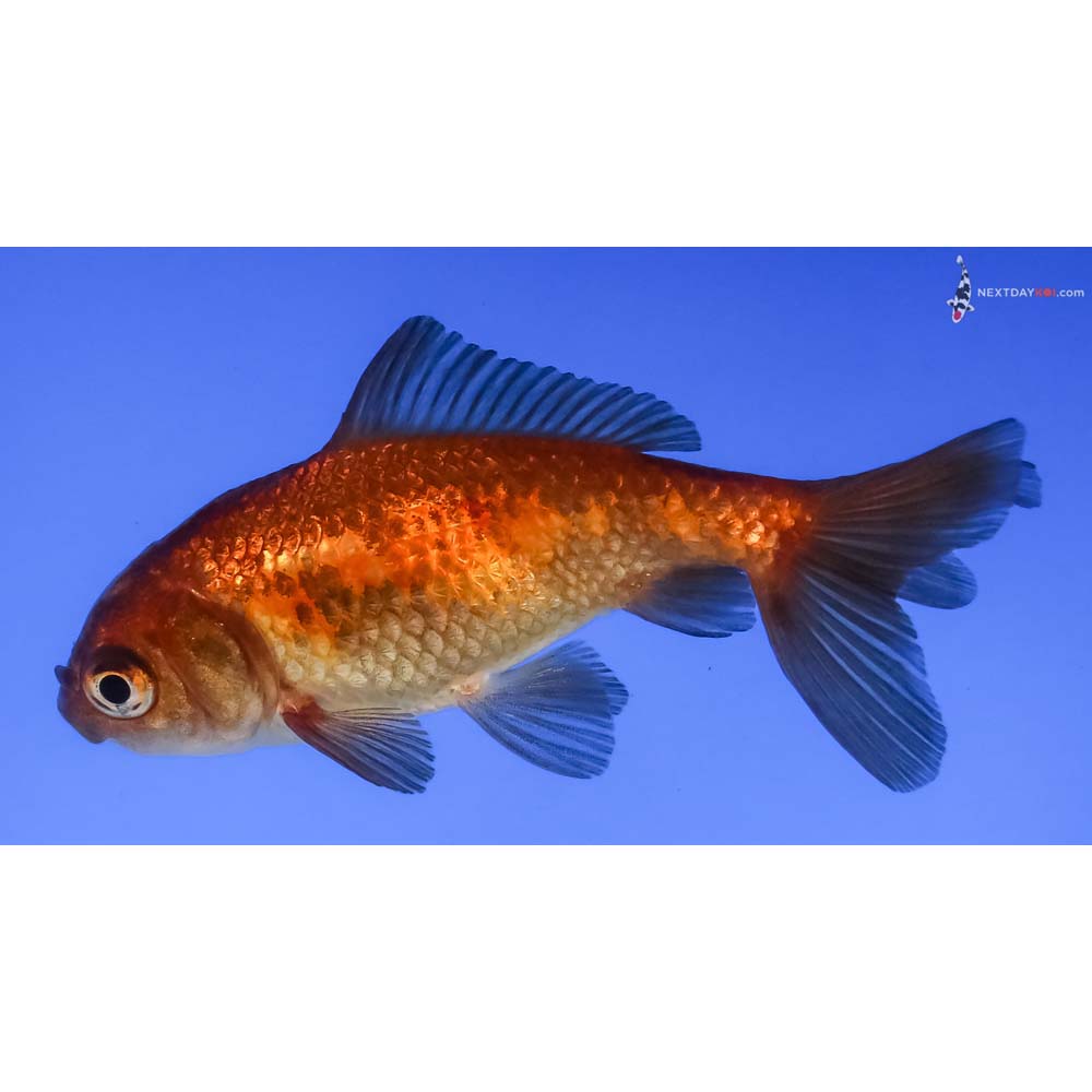 3” Imported Red and Black Wakin