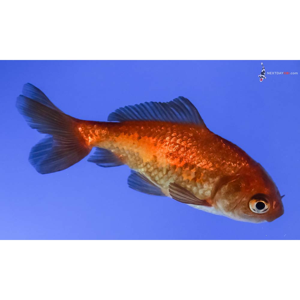 3” Imported Red and Black Wakin