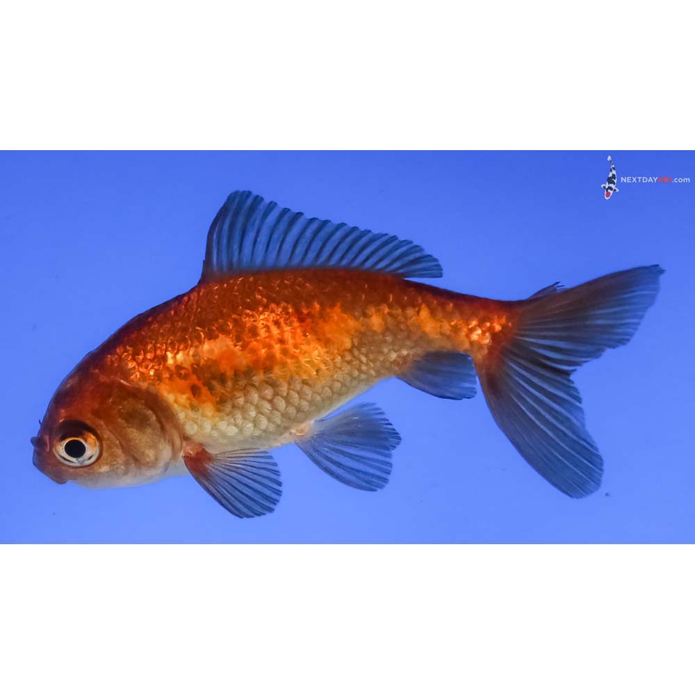 3” Imported Red and Black Wakin