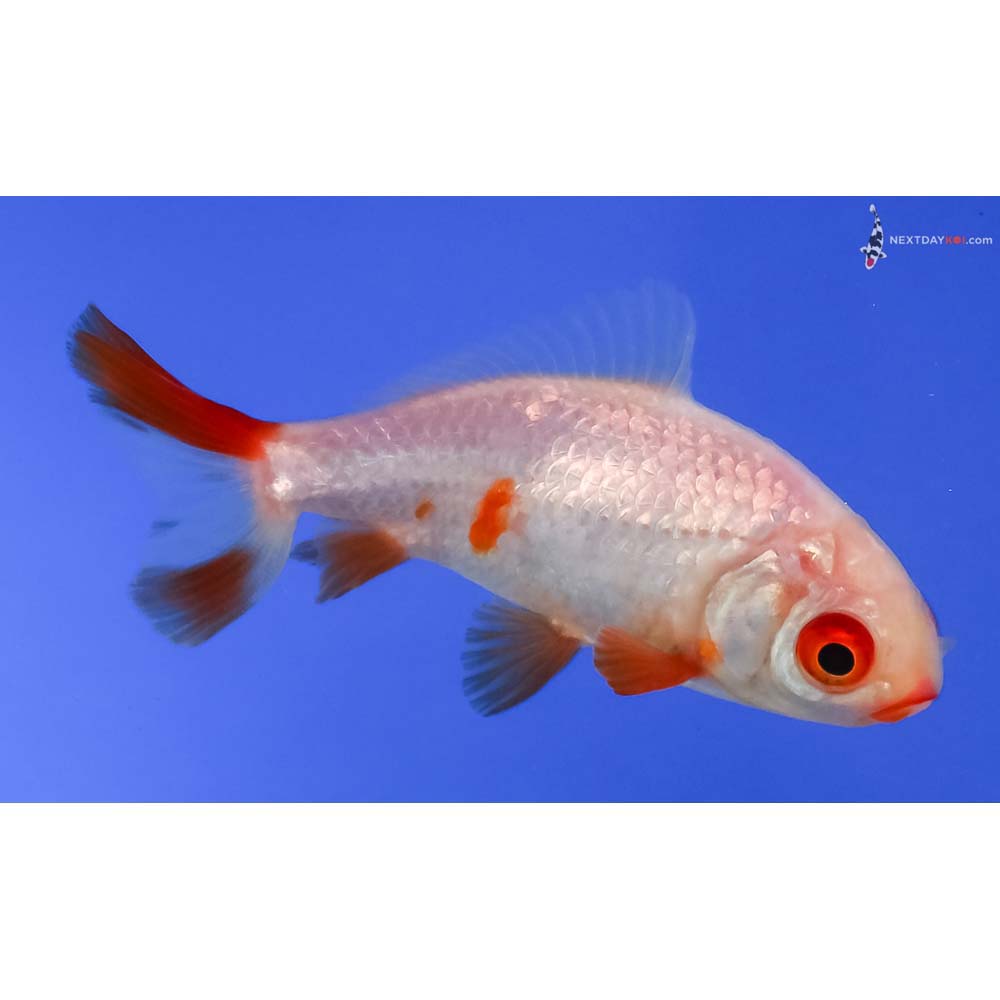 3” Imported Red and White Wakin
