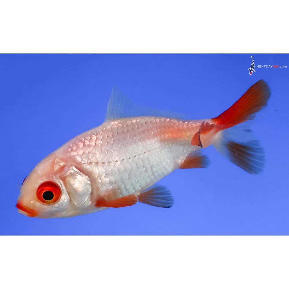 3” Imported Red and White Wakin