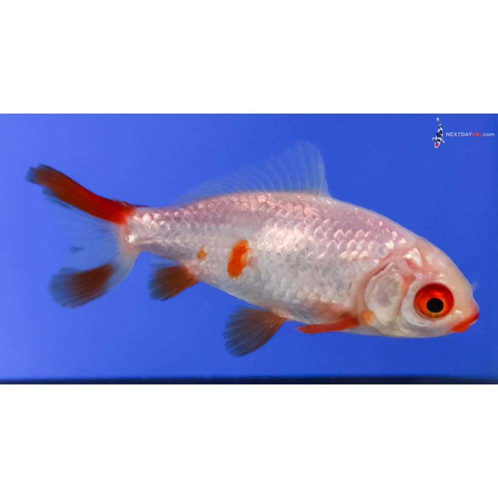 3” Imported Red and White Wakin