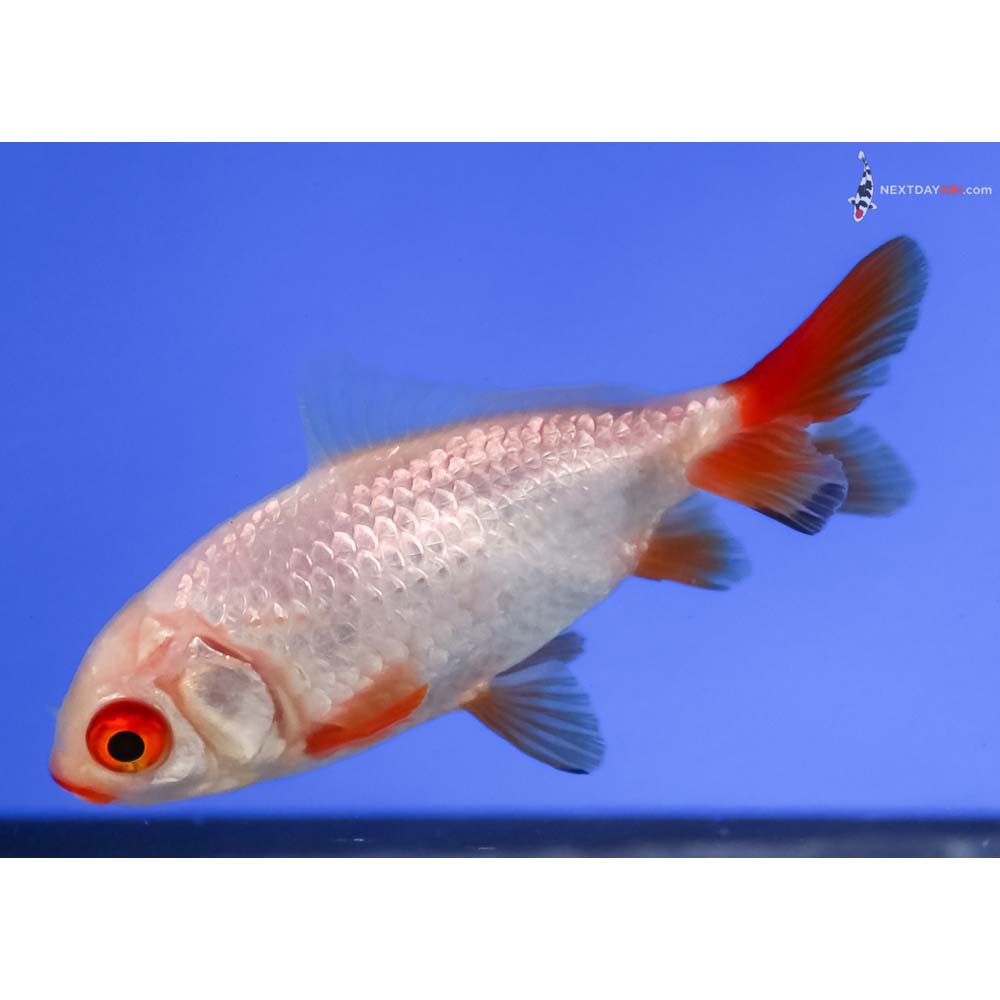 3” Imported Red and White Wakin