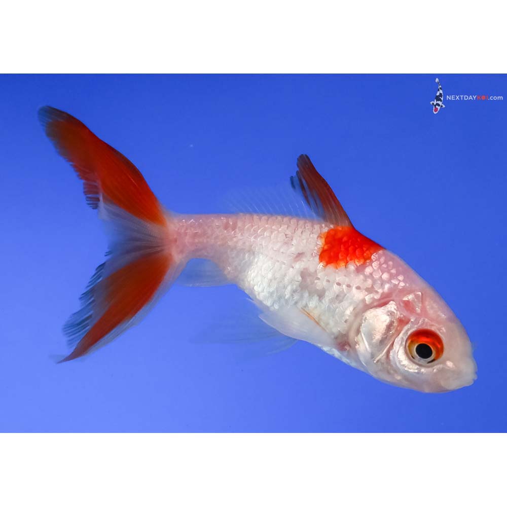 3” Imported Red and White Wakin