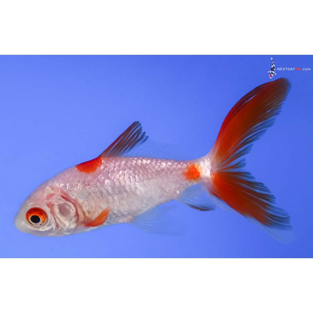 3” Imported Red and White Wakin