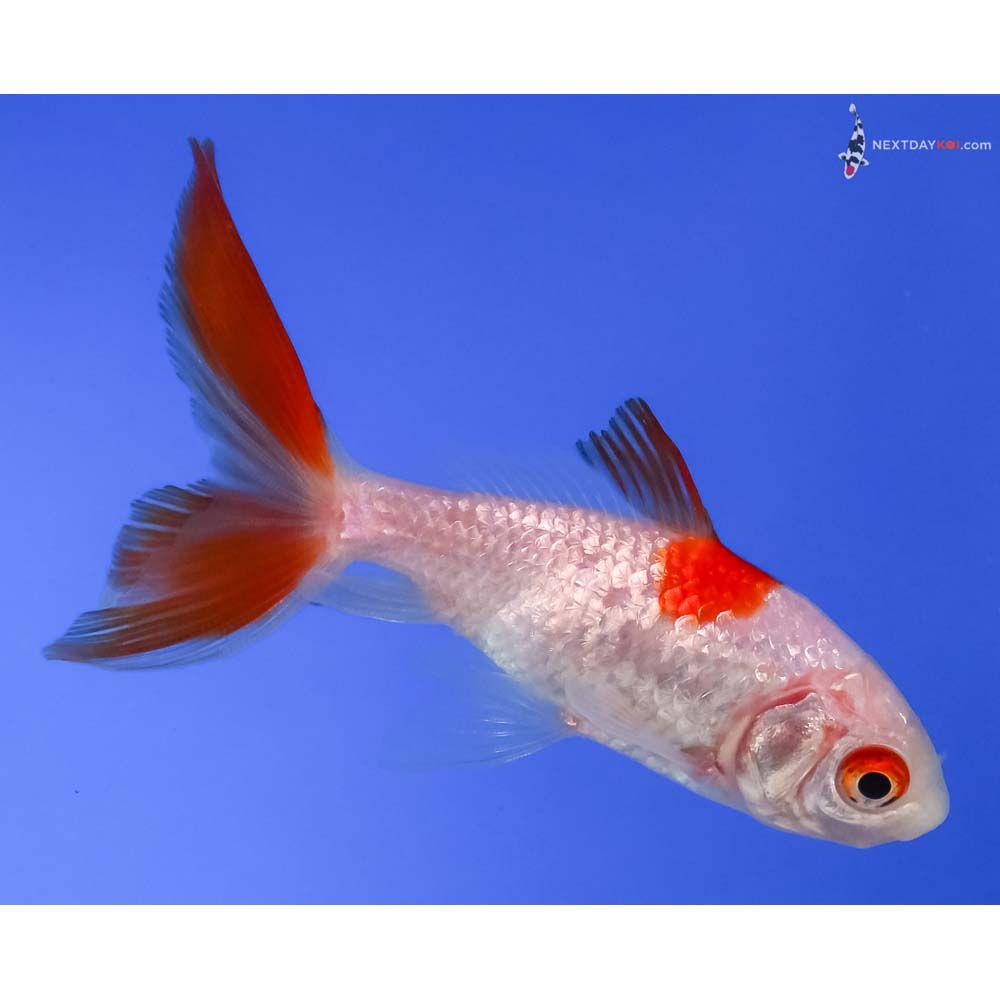 3” Imported Red and White Wakin