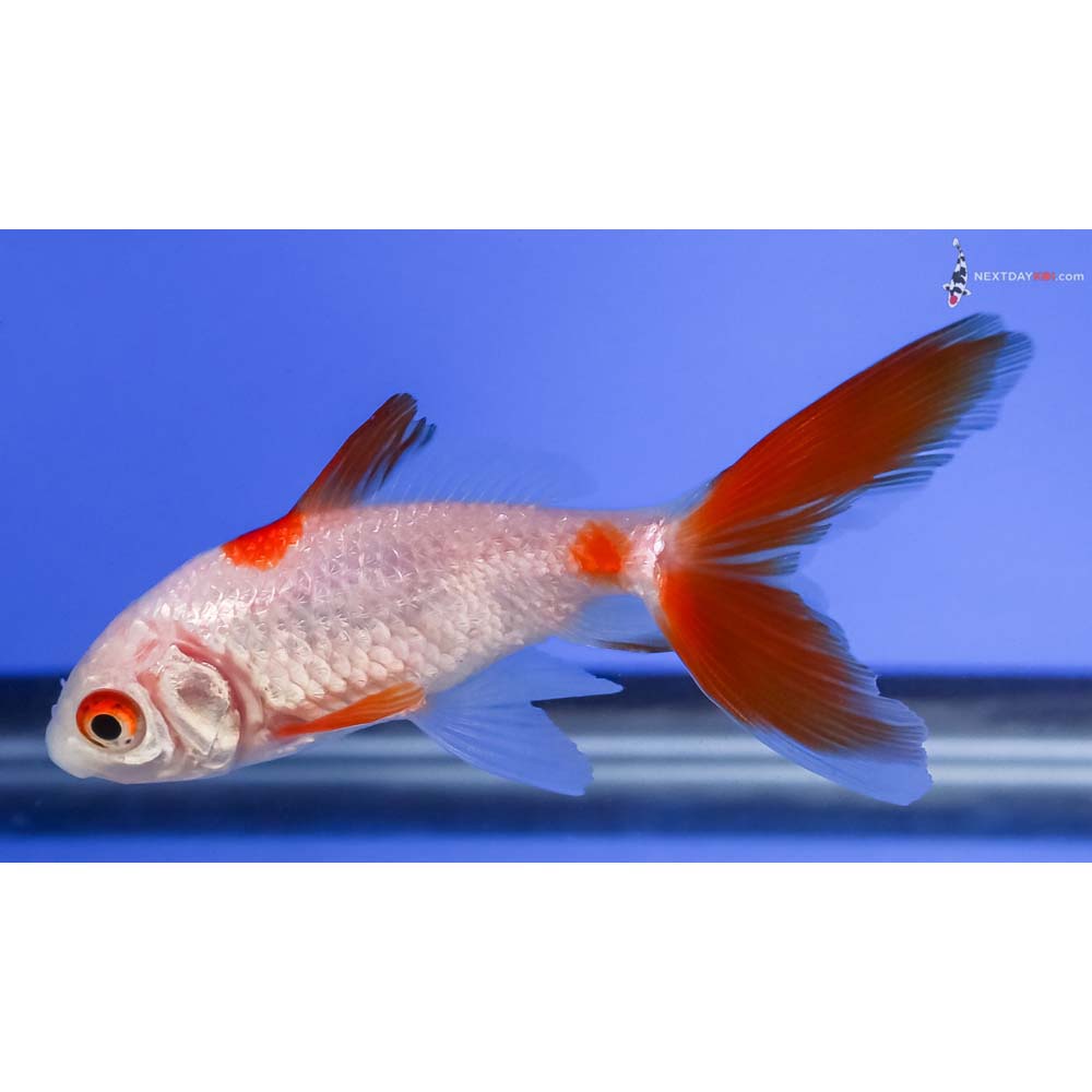 3” Imported Red and White Wakin
